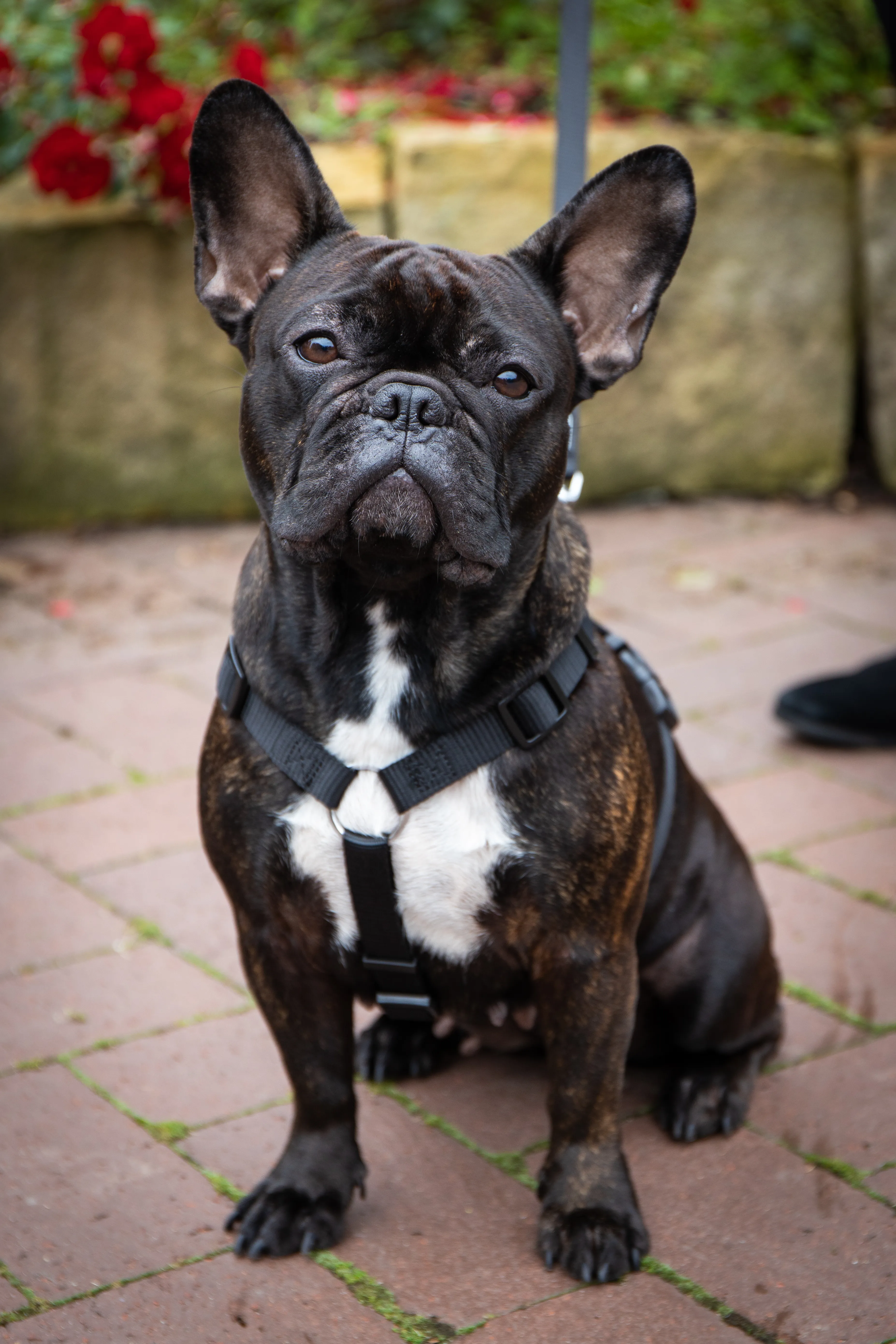 Nova